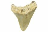 Serrated, Juvenile Megalodon Tooth - North Carolina #377052-1